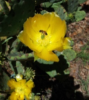 Bee in pear cactus flower